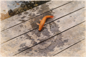 Van genoeg vissen in de zee naar het aanbod in het bos